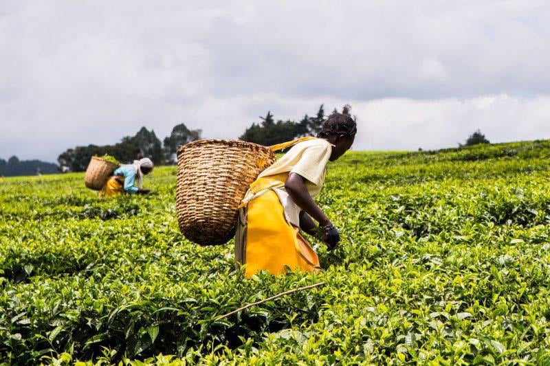 portaltecnoagricola-Mujeres-en-agricultura-03web