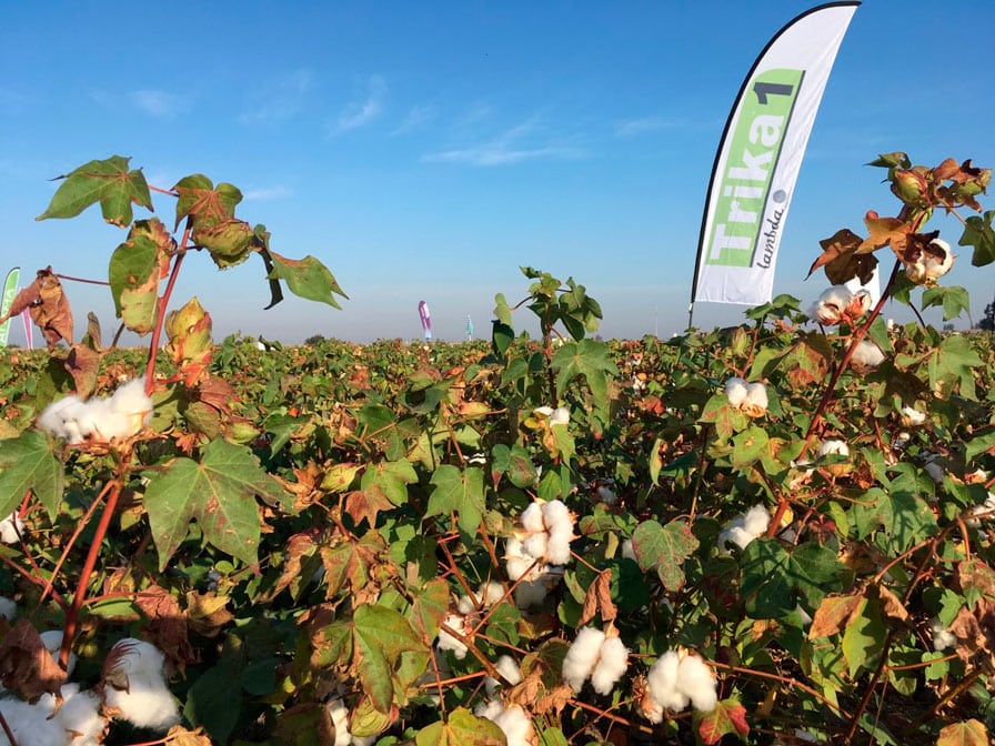 Sipcam Iberia participa en la VI Jornada de Campo Expo Algodón 2019