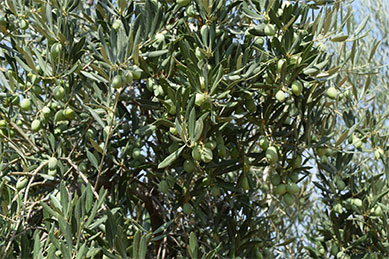 Sipcam Iberia muestra su estrategia de nutrición-bioestimulación y estrategia herbicida en el olivar extremeño