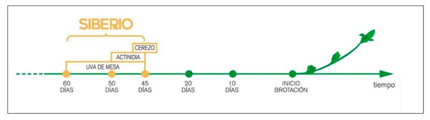 SIBERIO: ANTICIPA EL DESARROLLO VEGETATIVO
