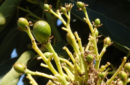 Ecoculture logra un 50% más de fruta cuajada y menos caída en un ensayo en cultivo de aguacate en Órgiva