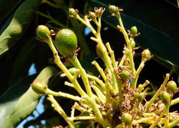 Ecoculture logra un 50% más de fruta cuajada y menos caída en un ensayo en cultivo de aguacate en Órgiva
