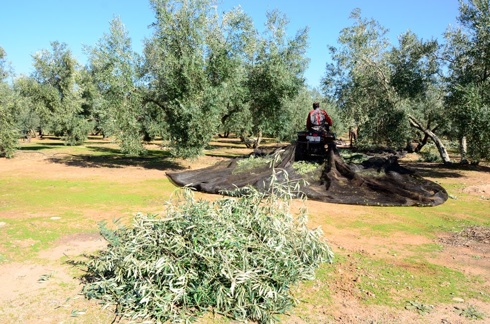 imagen olivar