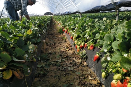PLANTACIÓN FRESA