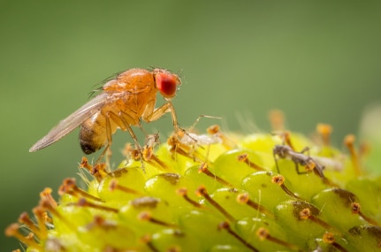La mayor eficacia contra esta mosca de la fruta se consigue antes de que los primeros frutos comiencen a madurar