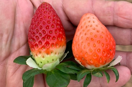 FRESA CULTURA MEJROAS COLORACIÓN