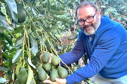 cultivo aguacate