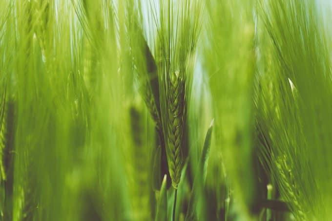 Seminario CEIGRAM. Dinámicas de nitrógeno en los agrosistemas mediterráneos: una visión sistémica