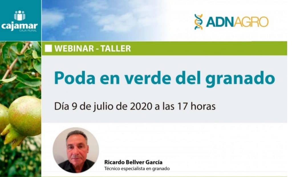 Poda en verde del granado