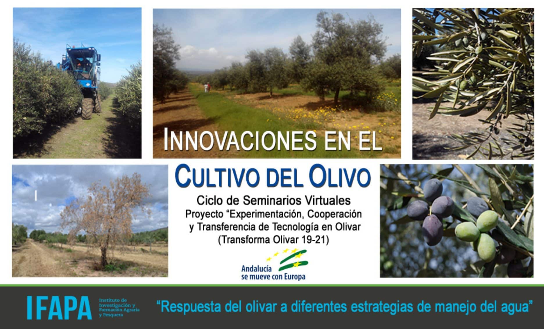 Seminario Virtual IFAPA RESPUESTA DEL OLIVAR A DISTINTAS ESTRATÉGIAS DE MANEJO DEL AGUA
