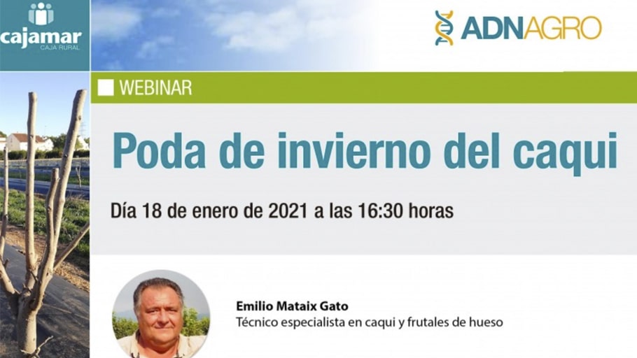 taller ‘Poda de invierno del caqui’, organizado por el Grupo Cooperativo Cajamar