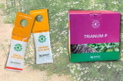 Koppert recomienda los sobres Ulti-Mite y el biofungicida Trianum para hacer frente a la ola de calor