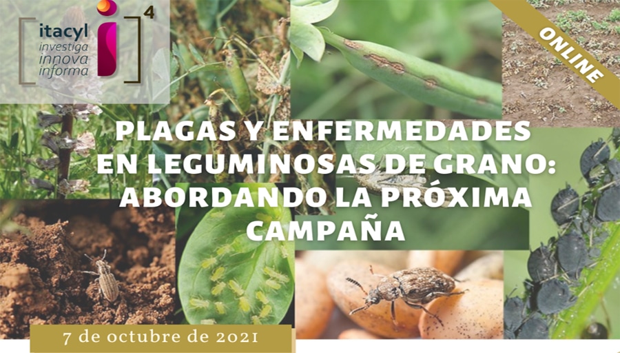 Jornada ITACyL:PLAGAS Y ENFERMEDADES EN LEGUMINOSAS DE GRANO
