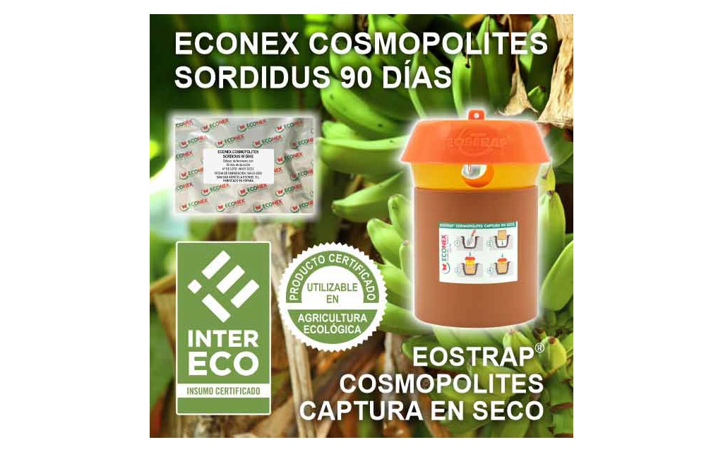 COSMOPOLITES SORDIDUS