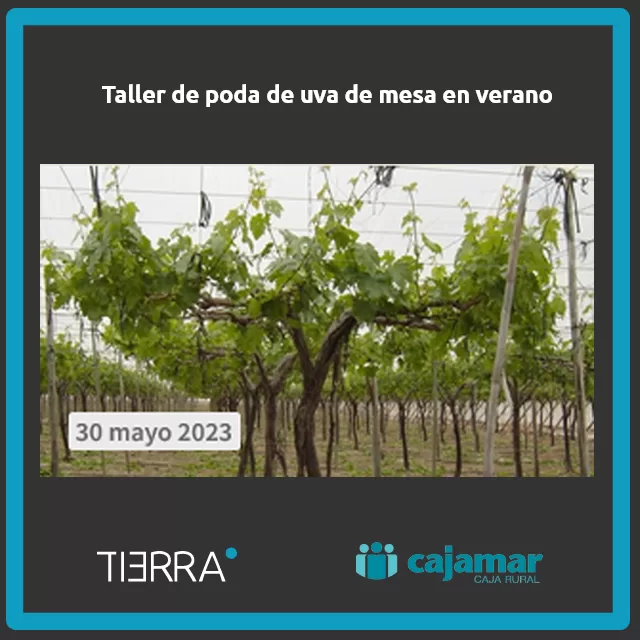 Taller de poda de uva de mesa en verano