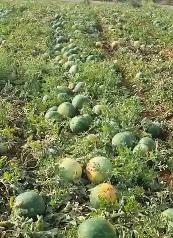 BRANDT: Nuevo Plan Nutricional para Sandía