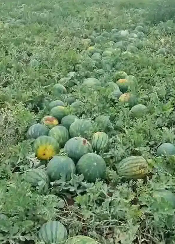 BRANDT: Nuevo Plan Nutricional para Sandía