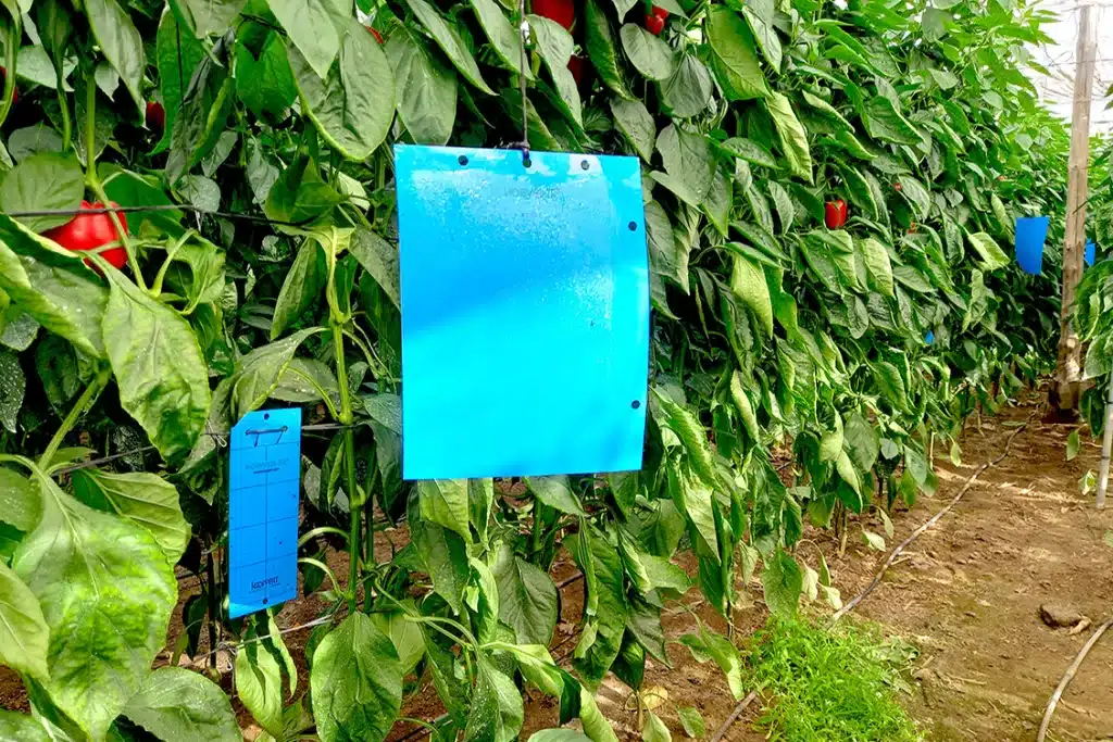 Koppert: trampa adhesiva para control de Thrips parvispinus