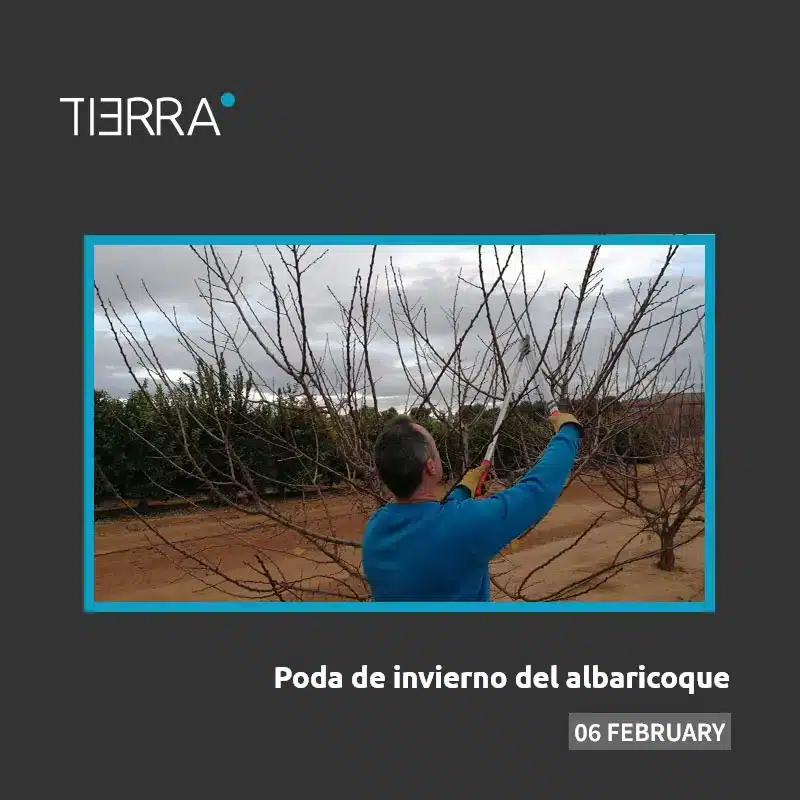 Taller de Poda de invierno del albaricoque organizado por Cajamar