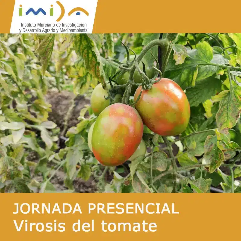 Jornada: "Virosis del Tomate" organizada por el IMIDA - Murcia.