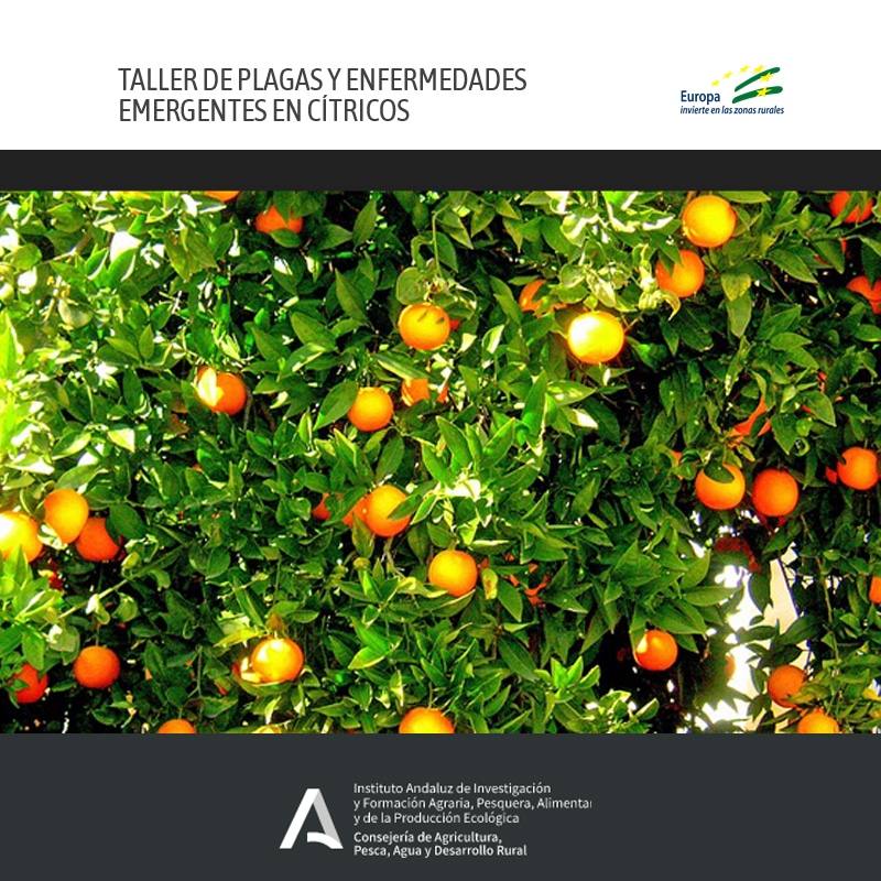 TALLER IFAPA: PLAGAS Y ENFERMEDADES EMERGENTES EN CÍTRICOS