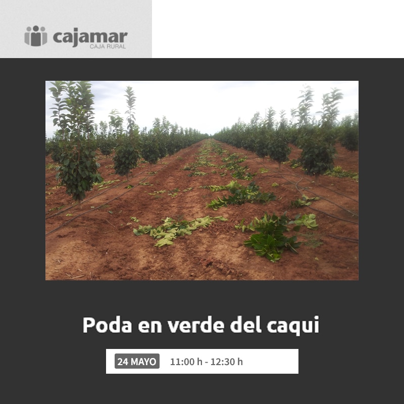 Taller Presencial: Poda en verde del caqui organizado por Cajamar