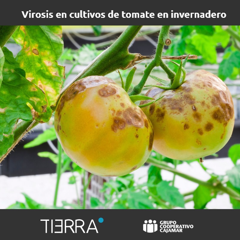 Webinar: Virosis en cultivos de tomate en invernadero