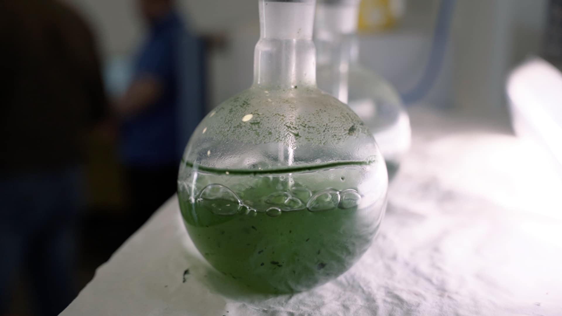 Biorizon Biotech cultivo microalgas