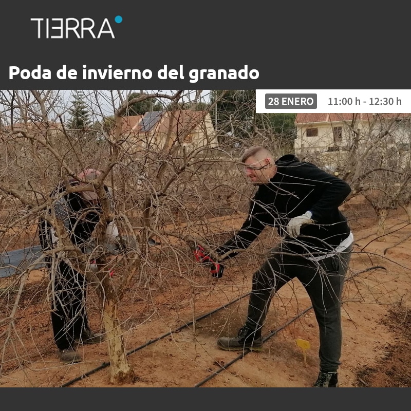 Plataforma TIERRA: Poda de invierno del granado