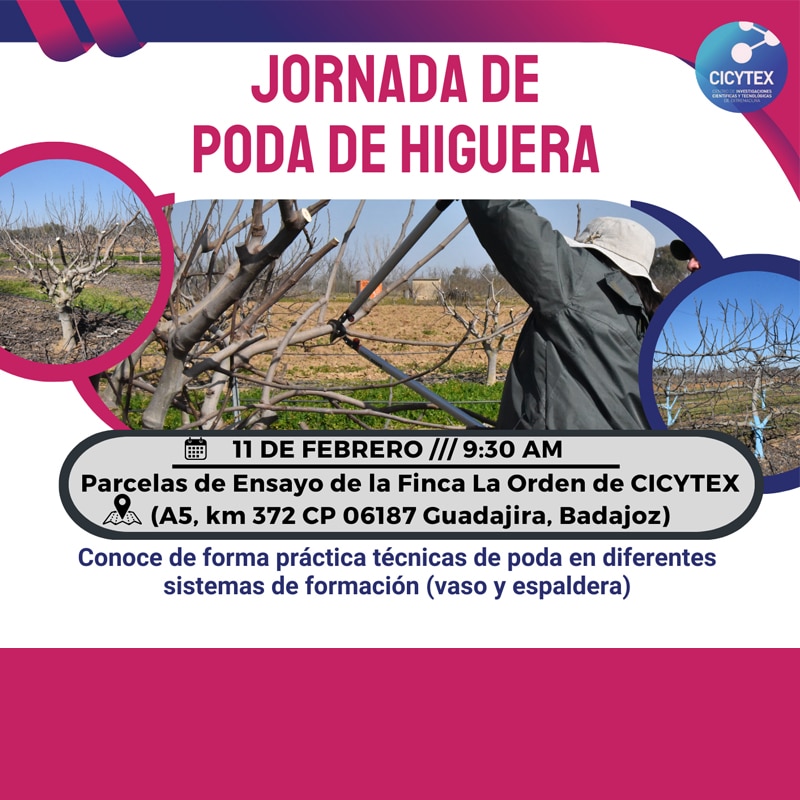 CICYTEX: Jornada de poda de higuera