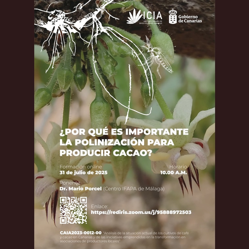 Formación Online: Polinización en la Producción de Cacao