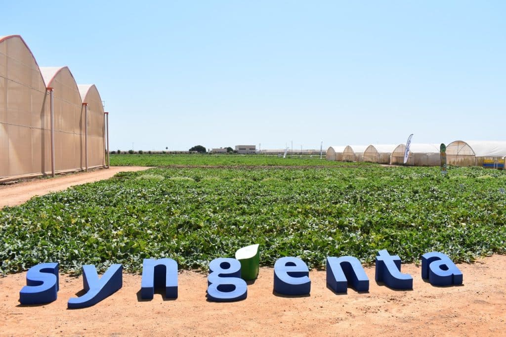 «All You Need» de Syngenta: un escaparate de melón y sandía de primer nivel