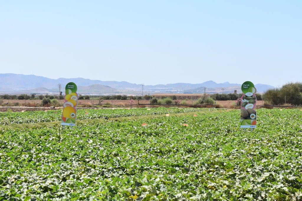 Syngenta: un escaparate de melón y sandía de primer nivel